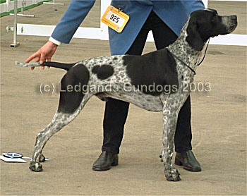 1st Limit Dog & DCC